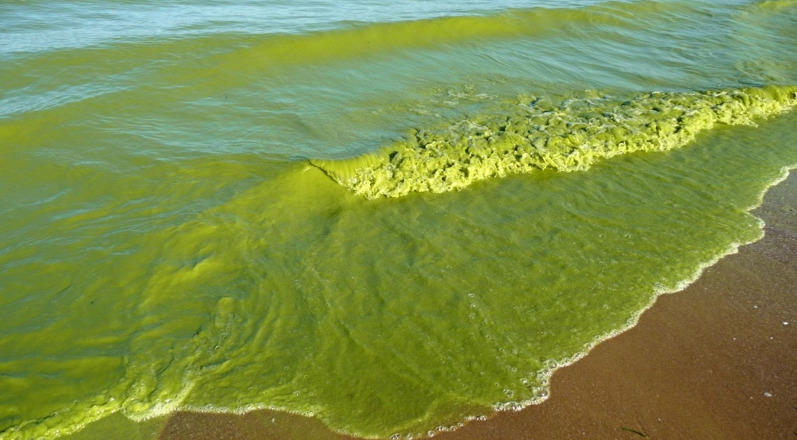 Условия цветения воды. Цветение воды цианобактерии. Цианобактерии эвтрофикация. Загрязнение черного моря цветение воды. Нейстонные водоросли.