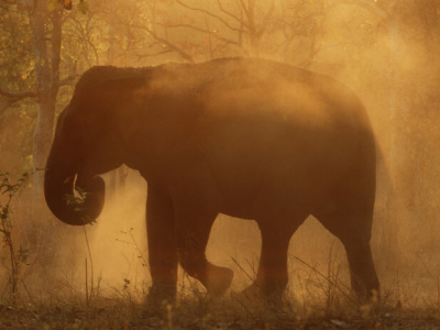 В Индии "туристический" слон покалечил женщину