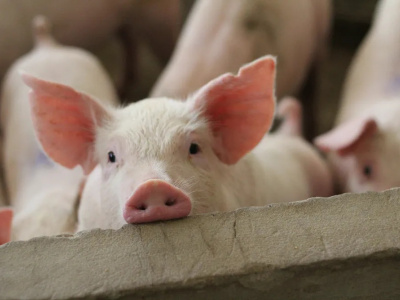 Три российских предприятия получили право на экспорт свинины в Китай