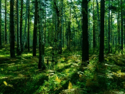 О чём стоит знать, если потерялись в лесу