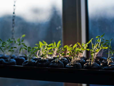 Обеспечить себя свежей зеленью: как вырастить огород на подоконнике