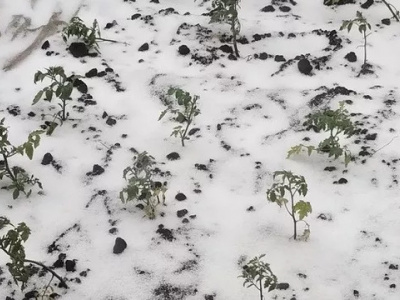 Черемуховые заморозки обрушатся на Россию: как спасти урожай