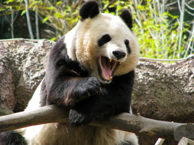 Панды напали на молодую смотрительницу зоопарка
