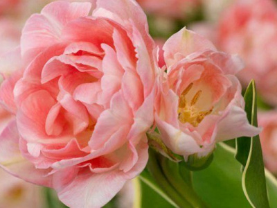 Тюльпаны, которые не узнать: несколько красивейших сортов