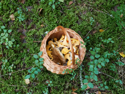 Опасная «охота»: грибники стали пропадать в лесах под Петербургом