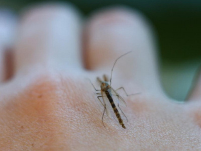 Почему комары одних кусают, а других - нет? Не поверите